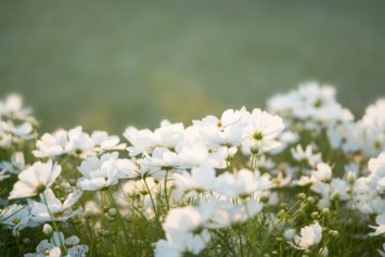 Obituary of Jennifer Elaine Gehring