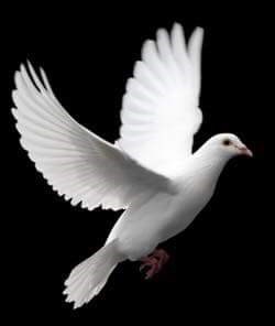 Obituario de Annie Fay Woods