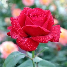 Obituary of William Edger Edwards