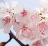 Obituary of Elaine Beatrice Ruppert