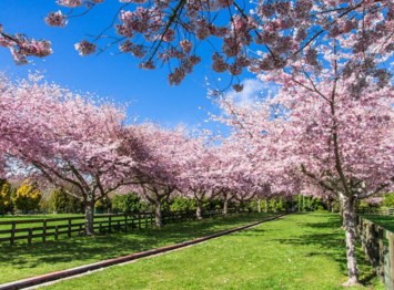 Obituary of Sandra Lorraine Gray