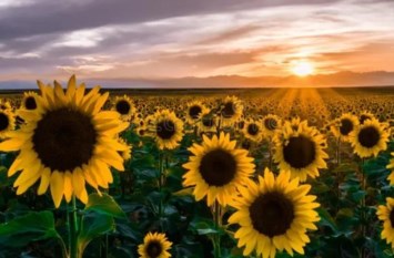 Obituary of Donna Marie Whitlock