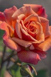 Obituary of Michael John O'Callaghan