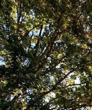 Steven Cameron Adams Obituary - Roswell, GA