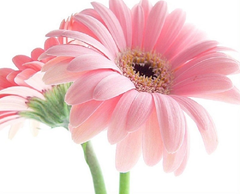 Obituary of Sharalee Jean Schneider