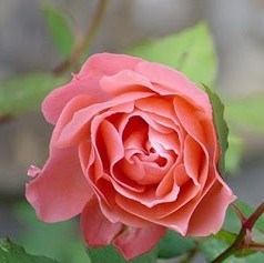 Obituary of Lillian Jeanette Scott