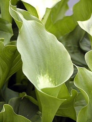 Obituary of Winnifred Ruth Wilson