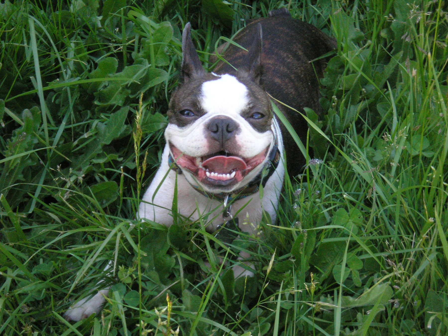 Obituary of Sharon Sue Rovetto