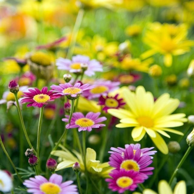 Avis de décès de Mrs. Billie Wadlington