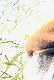 William Rochester Obituary - Whittier, CA