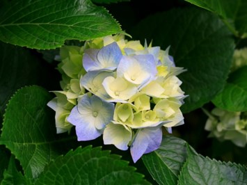 Obituary of Dora Clark