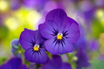 Obituary of Rene Susan Terrell