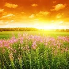 Obituary of Barbara Ann Giese