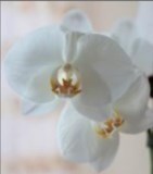 Obituary of James Robert Warden