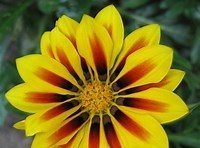 Obituary of Nancy Joan Zaleski