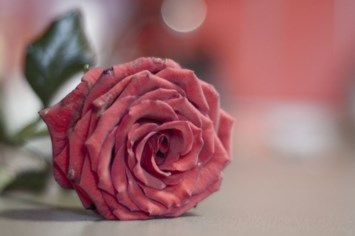 Obituary of Estelle D Lobue