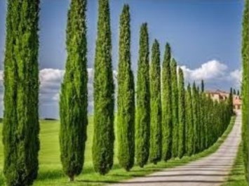 Obituary of Fernando Salazar  Jimenez