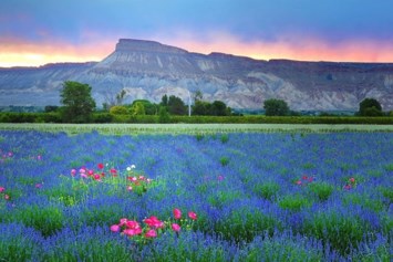 Obituary of Ralph Albert Robinson