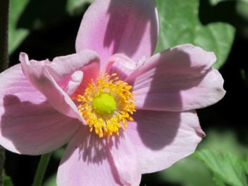 Obituary of Harla Irene Fox