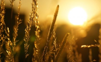 Obituary of Ralph Krueger