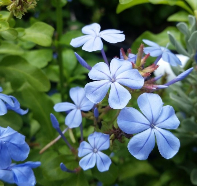 Obituary of Shirley Joan Batchelor