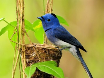 Obituary of Ellen Patrick Newton