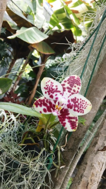 Obituary of Alvina Napua Kawainui Schmidt Puaoi