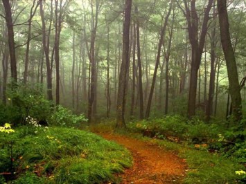 Obituary of Shirley June Mellinger