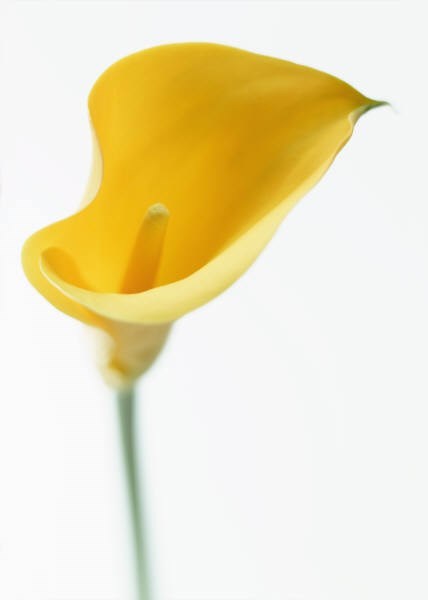 Obituary of Ralph Robert Wells