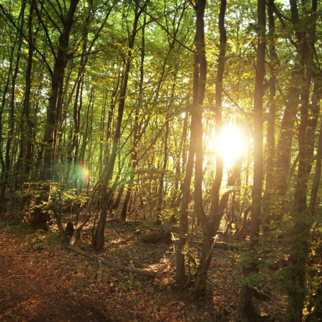 Obituary of Samuel Chierchio