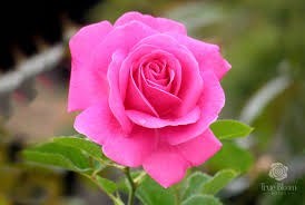Obituary of Evelyn Carman Moody