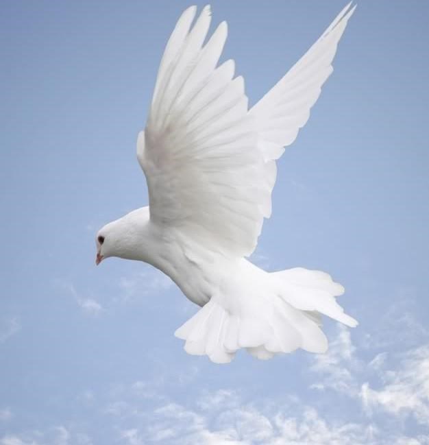 Obituary of Anthony Arnone