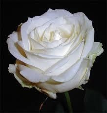 Obituary of Eva Policoff
