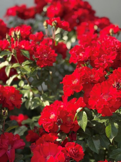 Obituary of Ophelia A Holiday