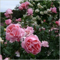 Obituary of Pamela J. Check