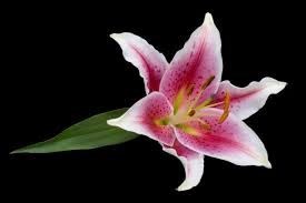 Obituary of Mary Irene Romanowski Samokar