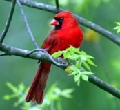 Obituary of William D. Harlander