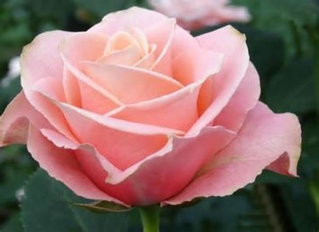 Obituary of Joanne P. Petrosky Townsend