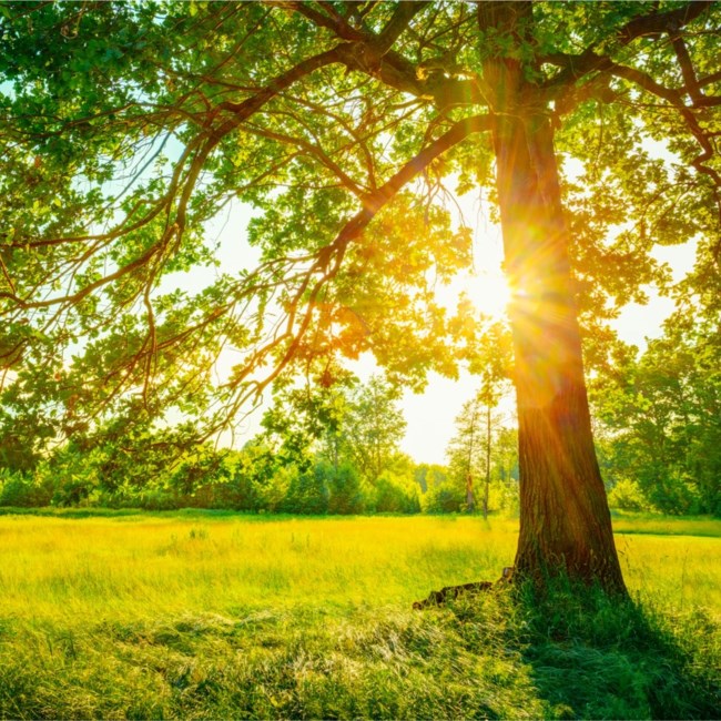 Obituary of Caroline Ann Creech