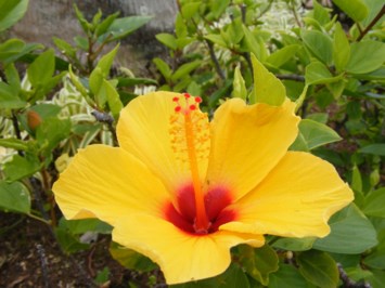 Obituario de Elsie J Dutkiewicz