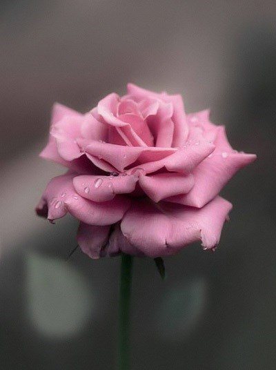 Obituary of Margaret May Driscoll