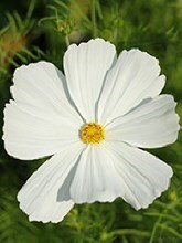 Obituary of Virginia Marie Nitch