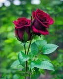 Obituary of Joan S. Pryor