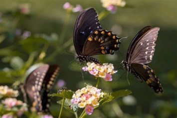 Obituary of Kathy Jo Lewis