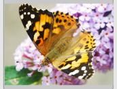 Obituary of Xay Vang Xiong