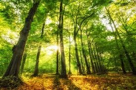 Obituary of Karen I. Goetz