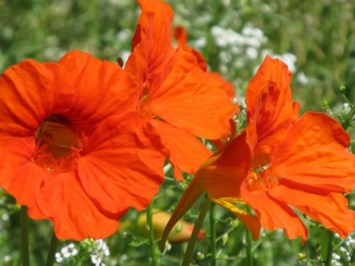 Obituary of William Raymond Palmer