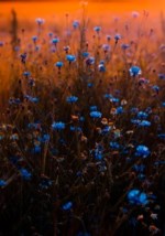 Karen Bright