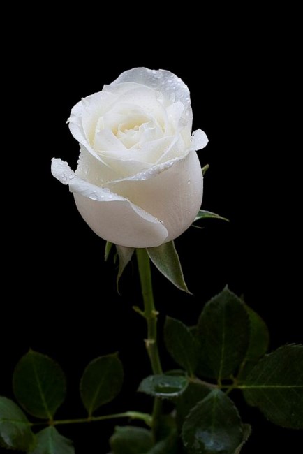 Avis de décès de Carole Elaine Hector