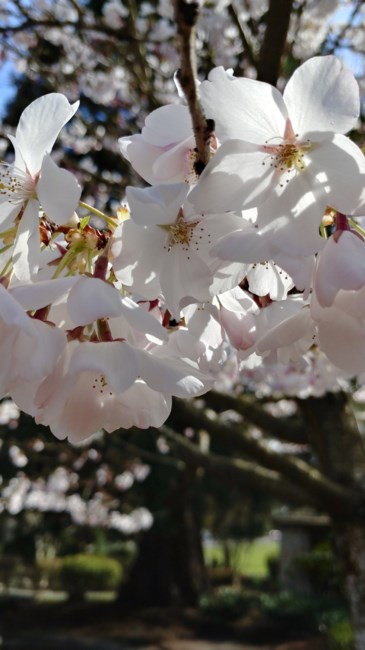 Obituary of Richard Bruce Rockwell